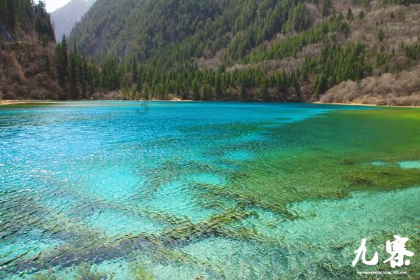 虫虫助手下载