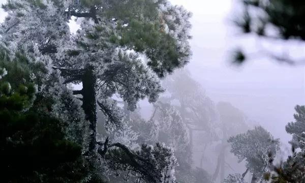 虫虫助手下载